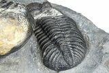 Two Huge Phacopid (Drotops) Trilobite - Issoumour, Morocco #365712-7